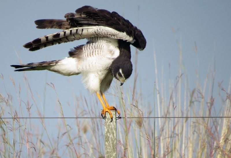 Long-winged Harrier - Germán Gil