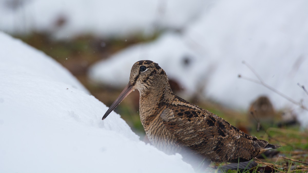 Eurasian Woodcock - ML208591901