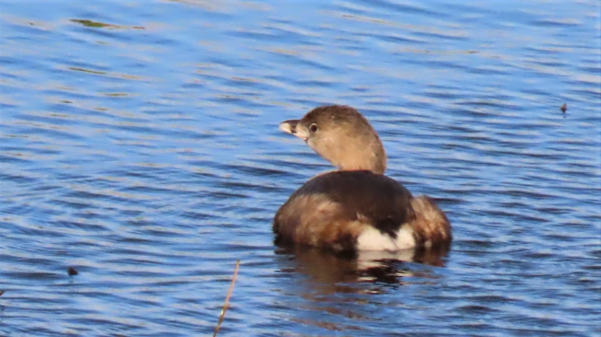 Pied-billed Grebe - Ronald Breteler