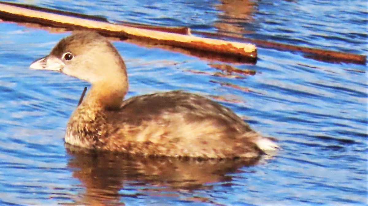 Pied-billed Grebe - Ronald Breteler