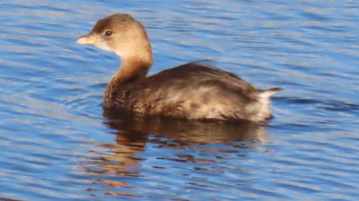 Pied-billed Grebe - ML208592291