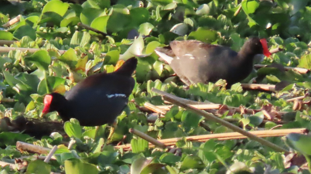 Gallinule d'Amérique - ML208592691