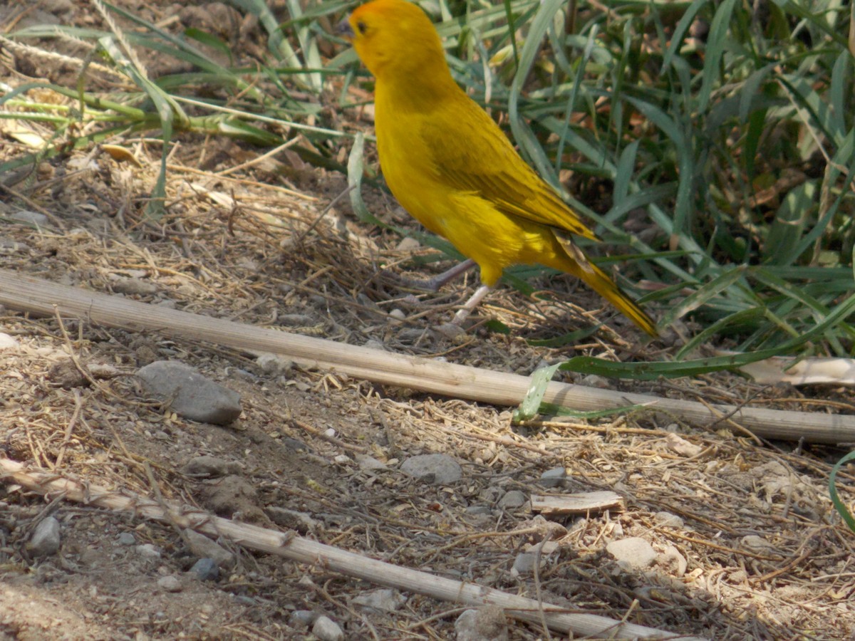 Saffron Finch - santos yongilber carrillo mena