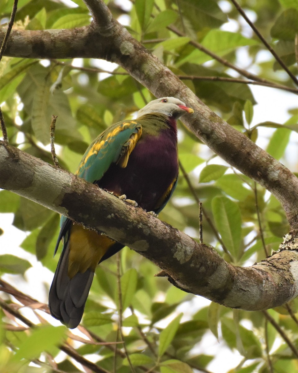 Wompoo Fruit-Dove - Mark and Angela McCaffrey