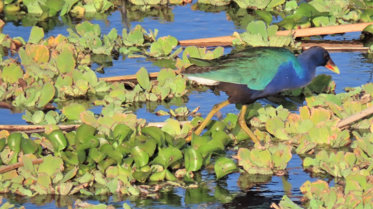 Purple Gallinule - Ronald Breteler