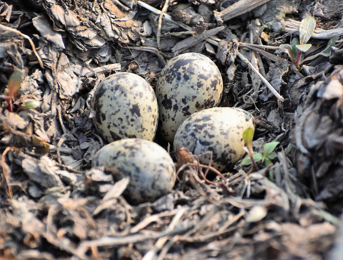 Red-wattled Lapwing - asim hazra