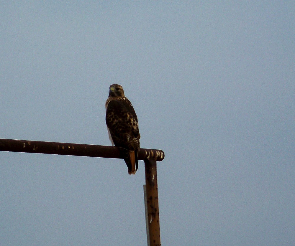 Red-tailed Hawk - ML20859501