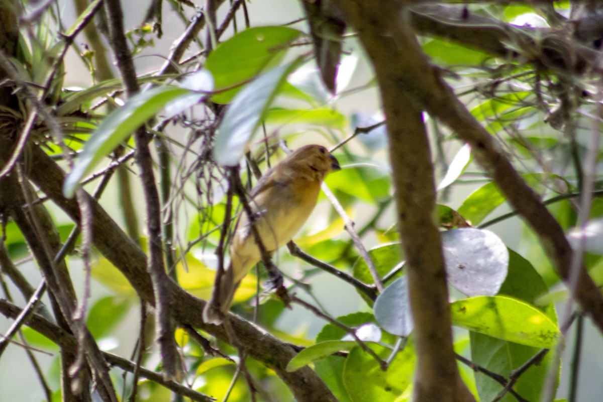 Gray Seedeater - ML208595331