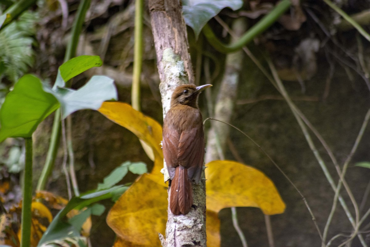 Plain-brown Woodcreeper - ML208595901