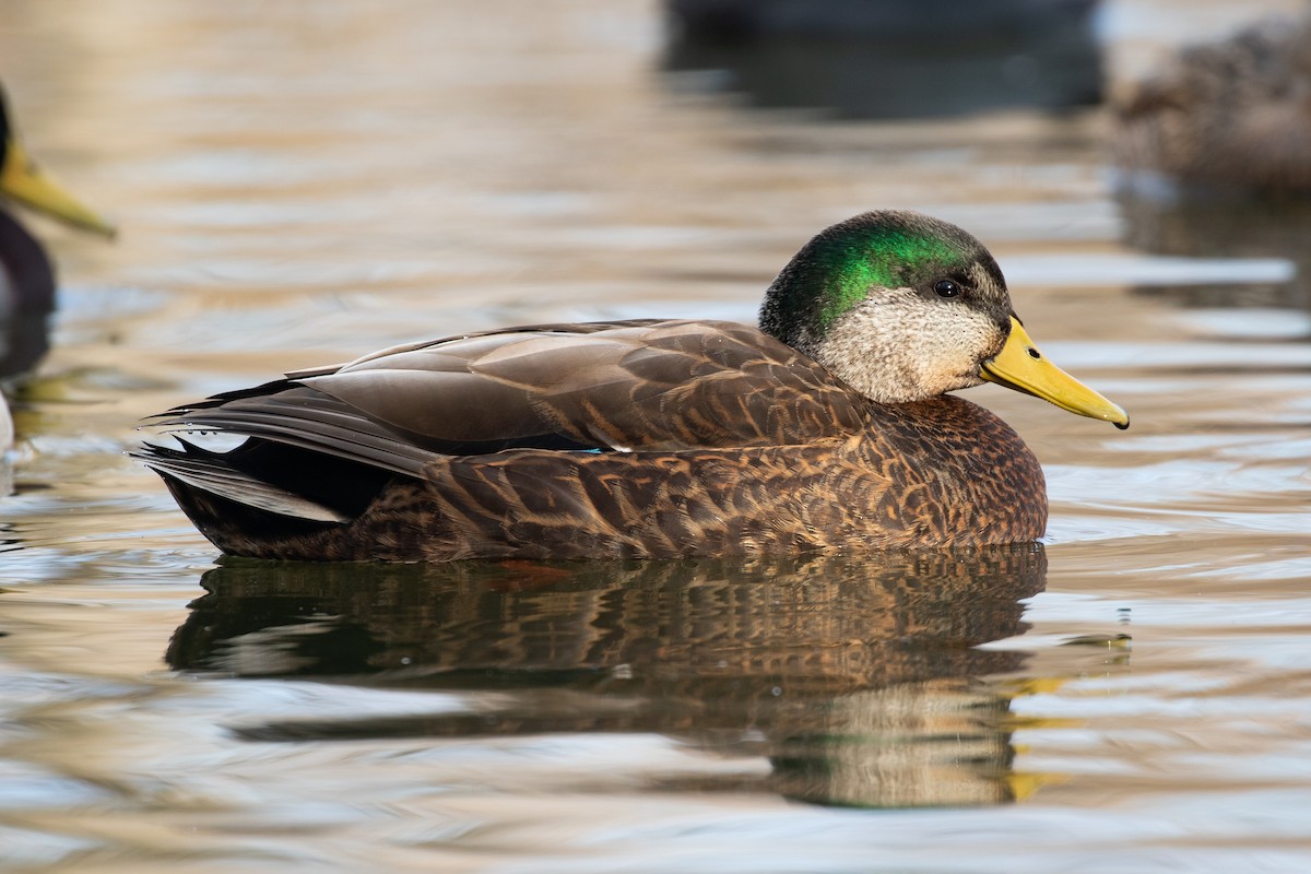 Mallard x American Black Duck (hybrid) - Ryan Mandelbaum