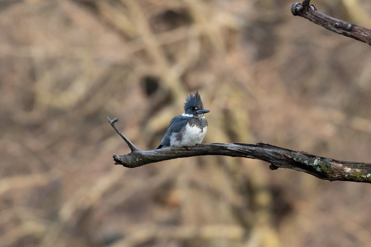 Belted Kingfisher - ML208596661