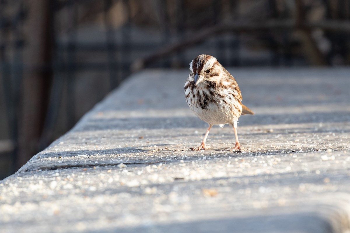 Song Sparrow - ML208596711