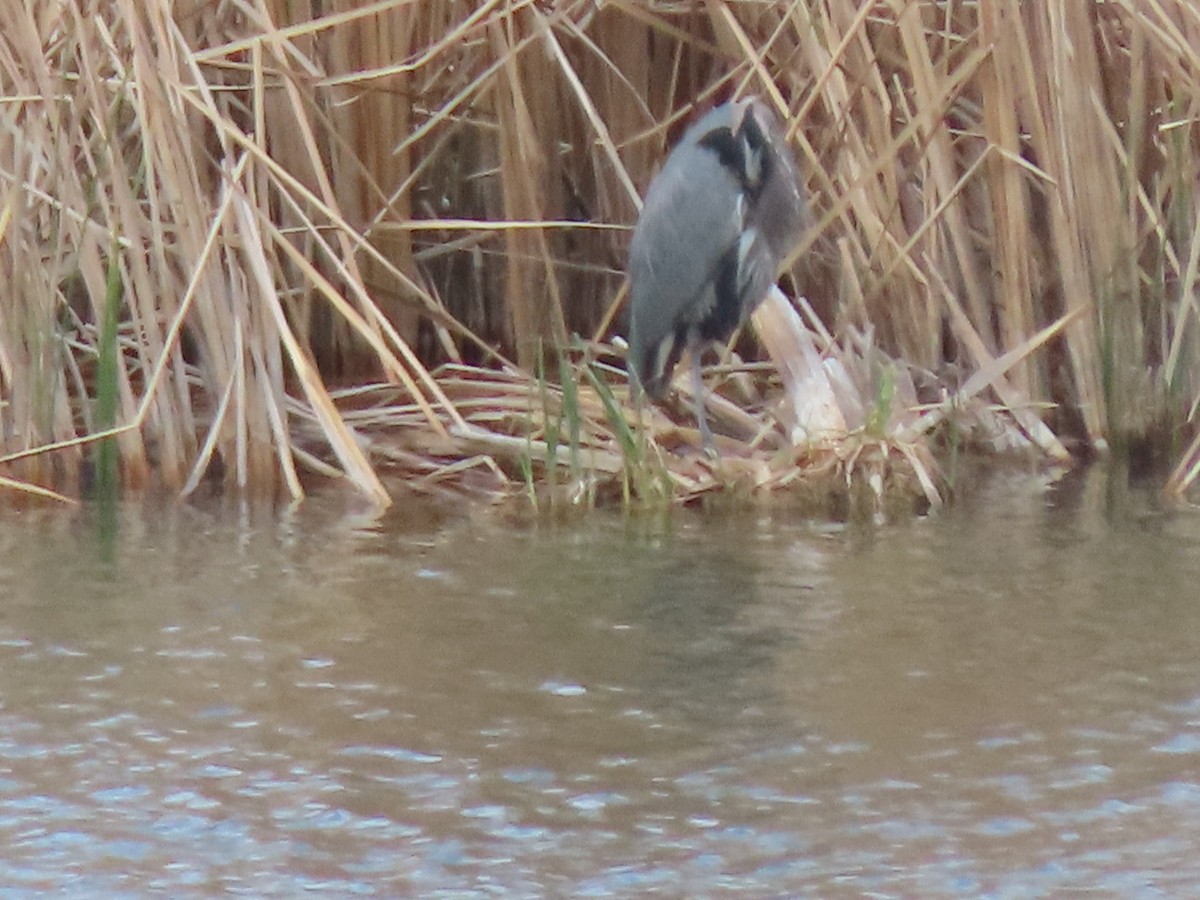 Great Blue Heron - ML208598471