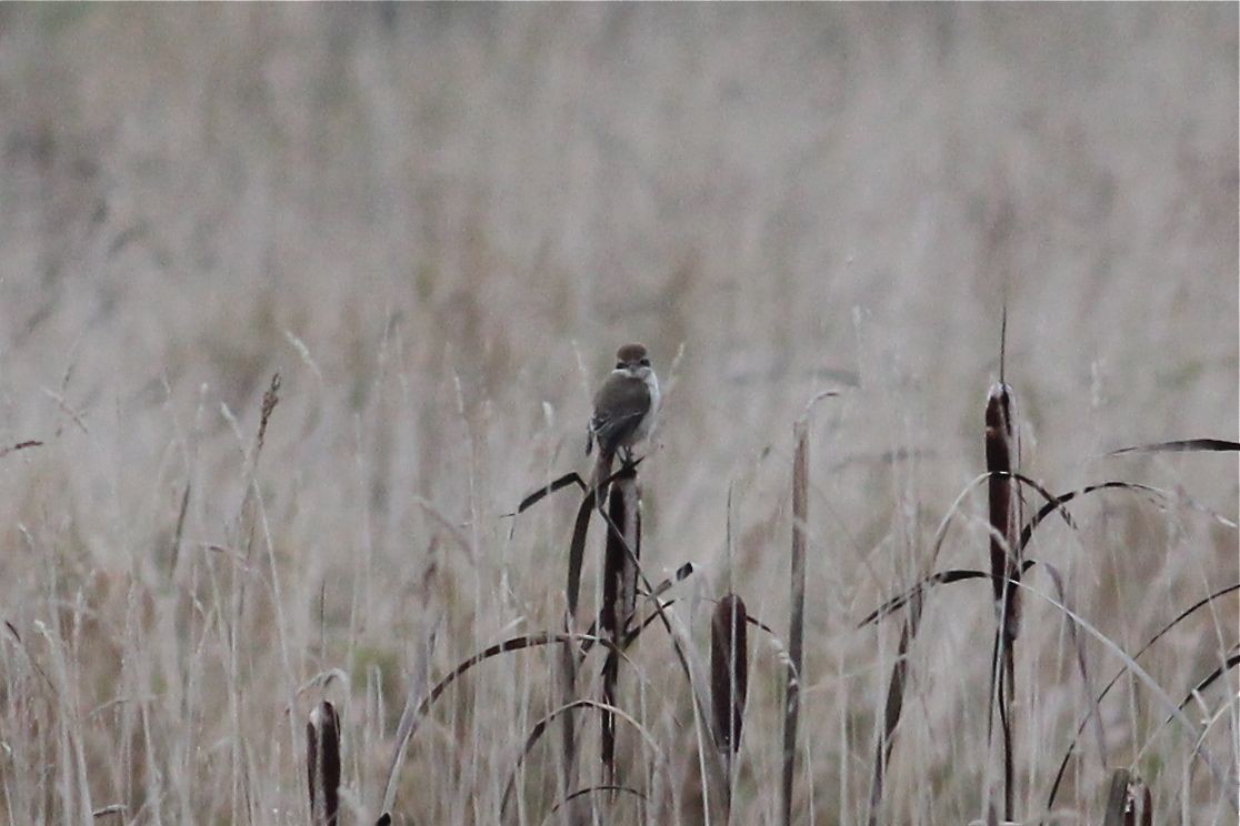 Brown Shrike - Erik Groth-Andersen