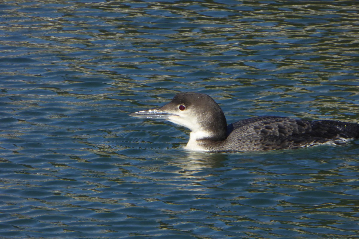 Plongeon huard - ML208599021