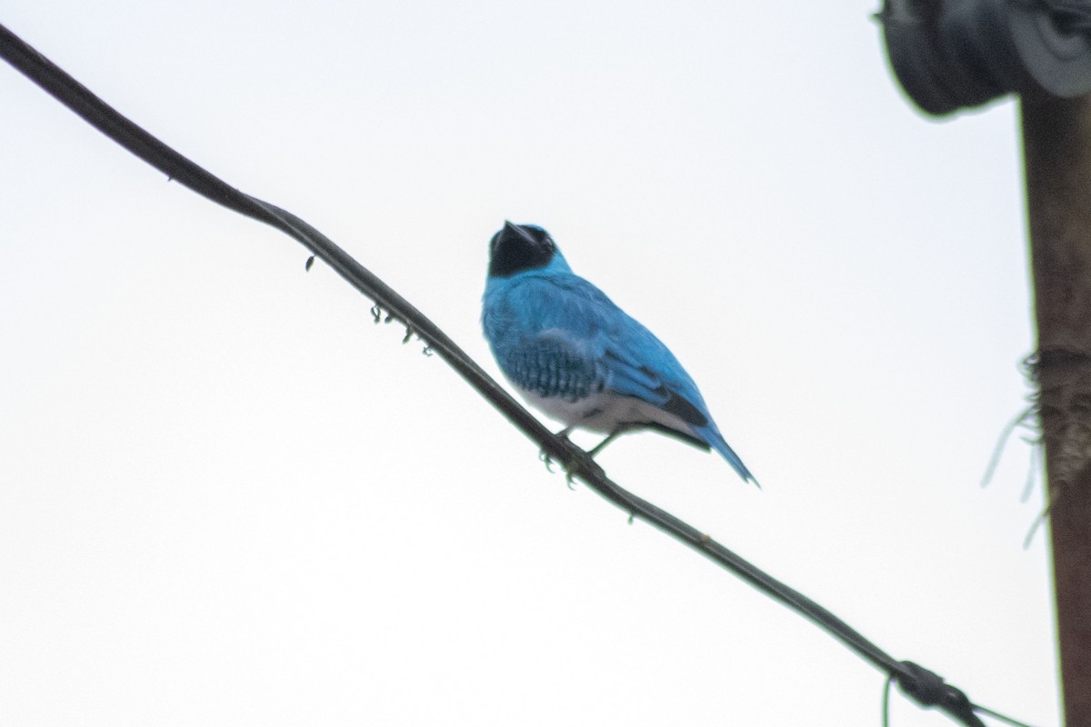 Swallow Tanager - ML208599041