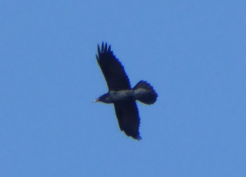 Common Raven - ML208599231