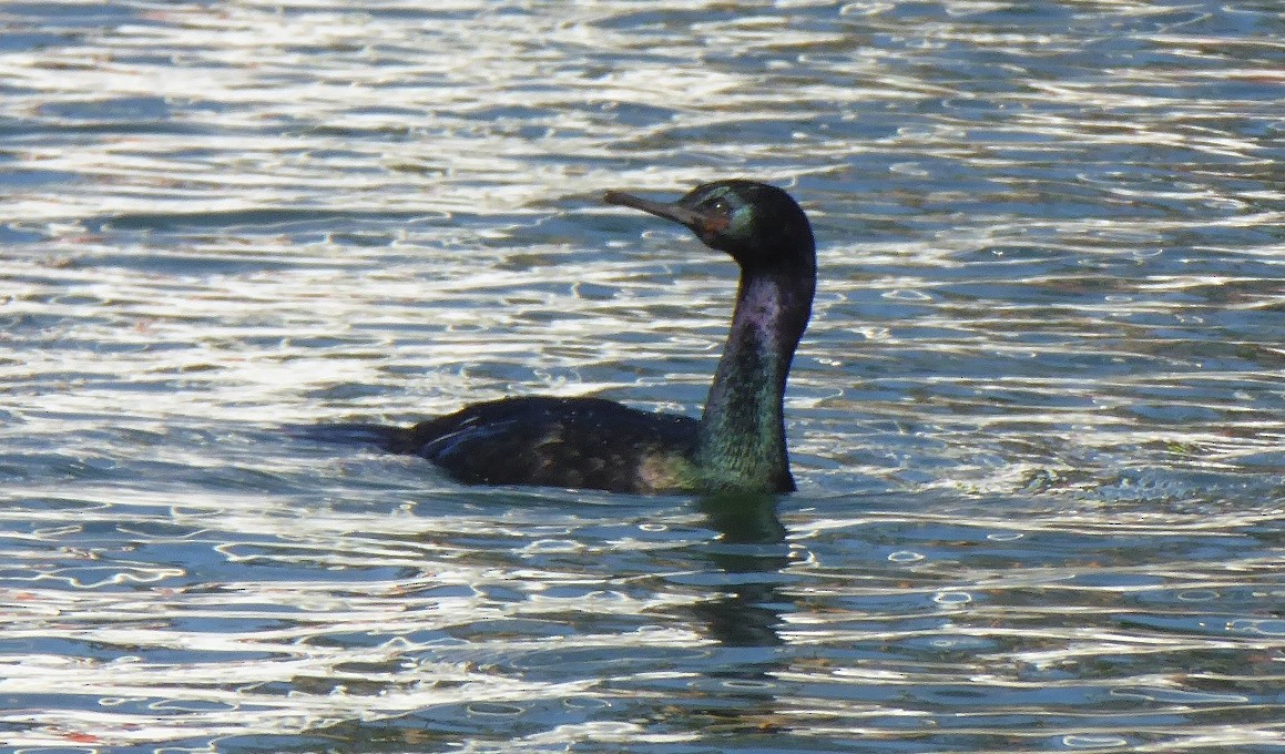 Pelagic Cormorant - ML208599451