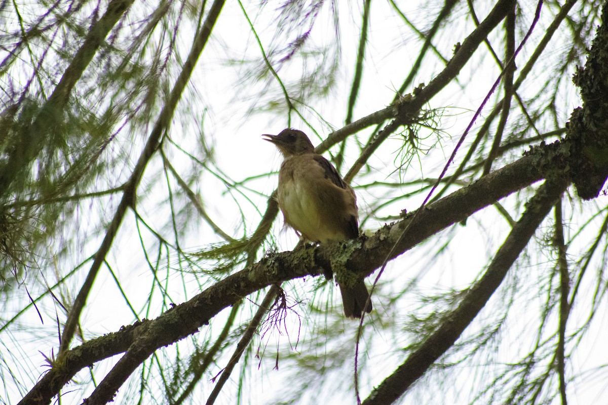 Black-billed Thrush - ML208599501