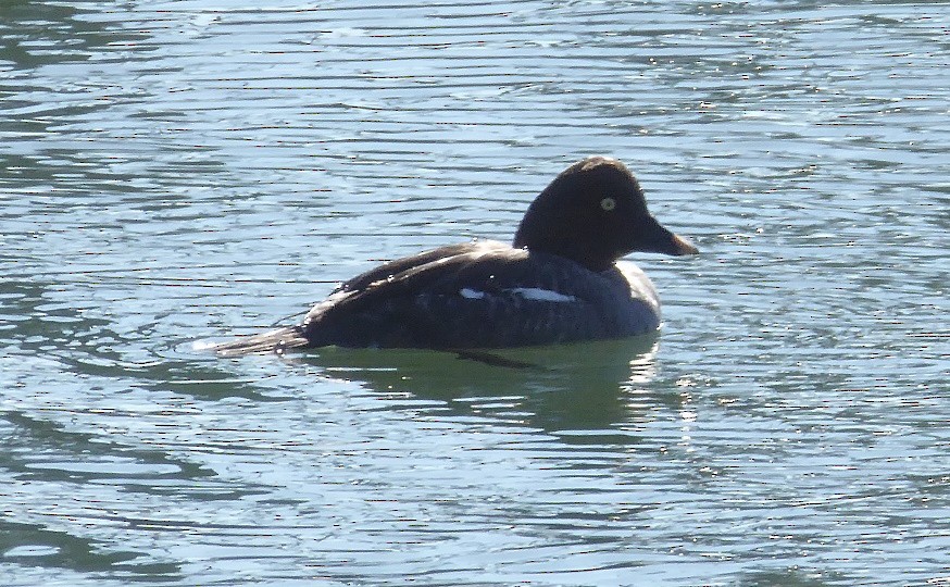 Common Goldeneye - ML208599541