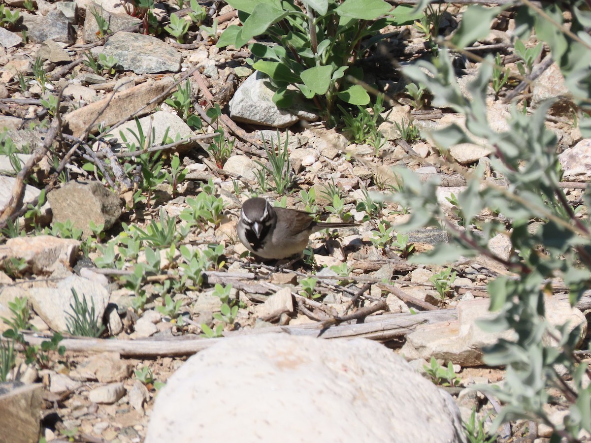 Black-throated Sparrow - ML208601211