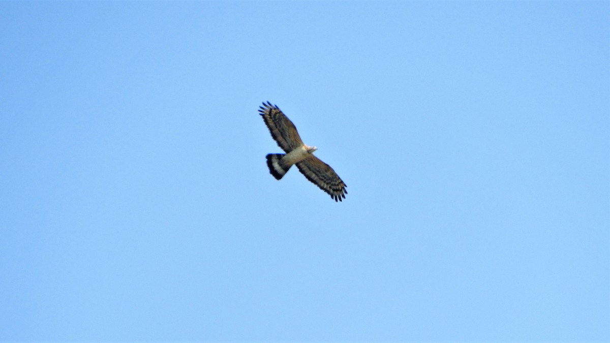 Oriental Honey-buzzard - Andy  Woodward