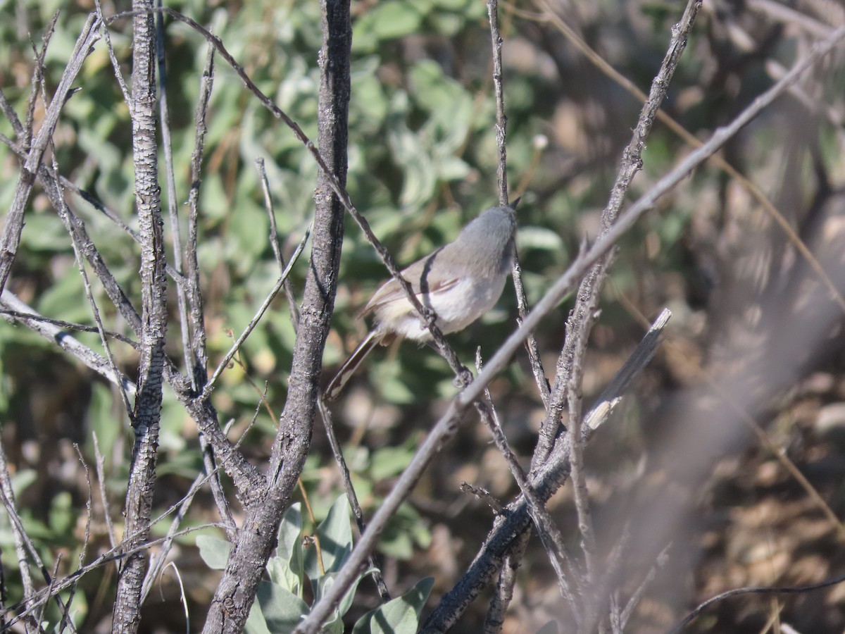 Black-tailed Gnatcatcher - ML208601441