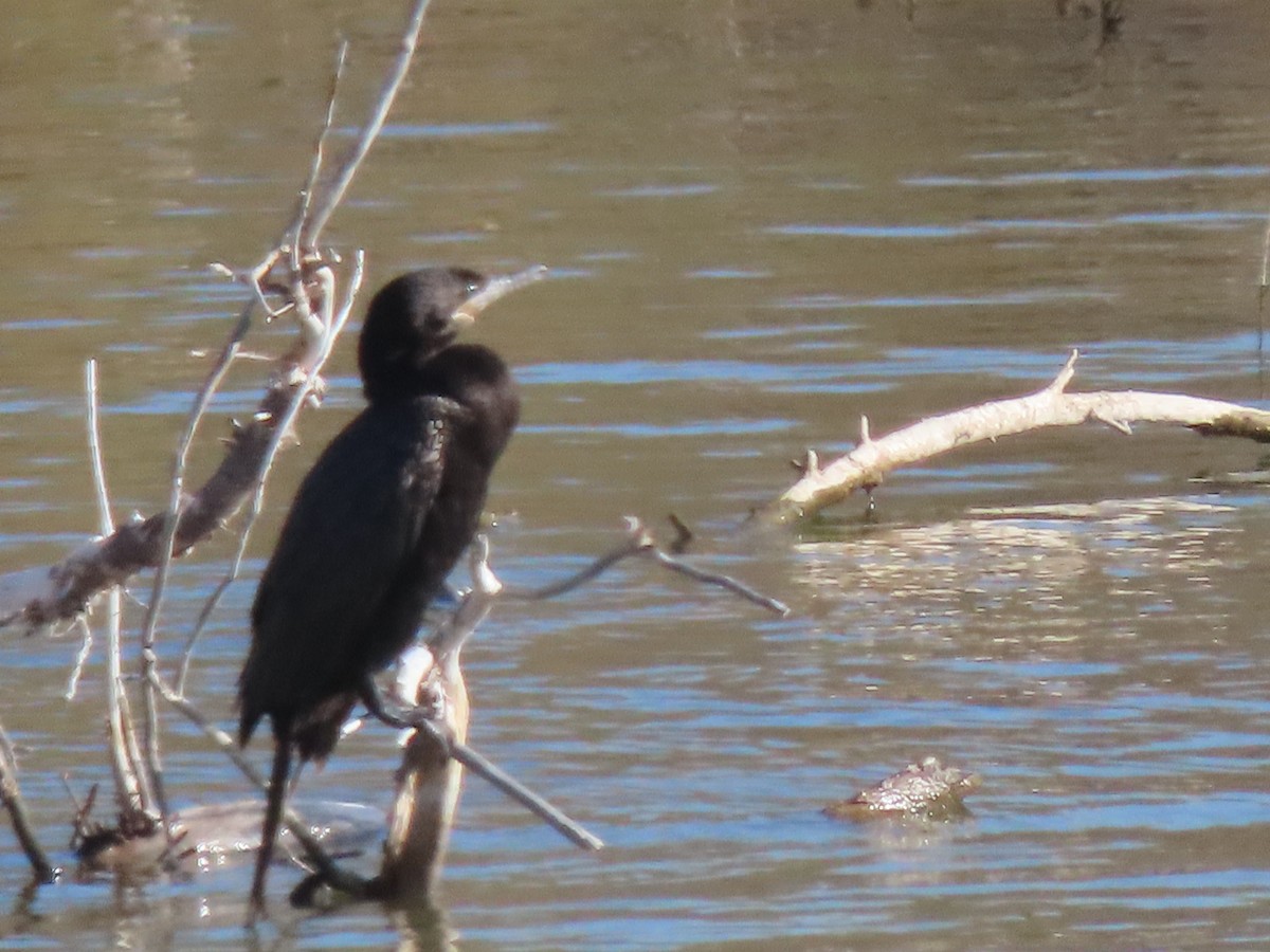 Neotropic Cormorant - ML208601651