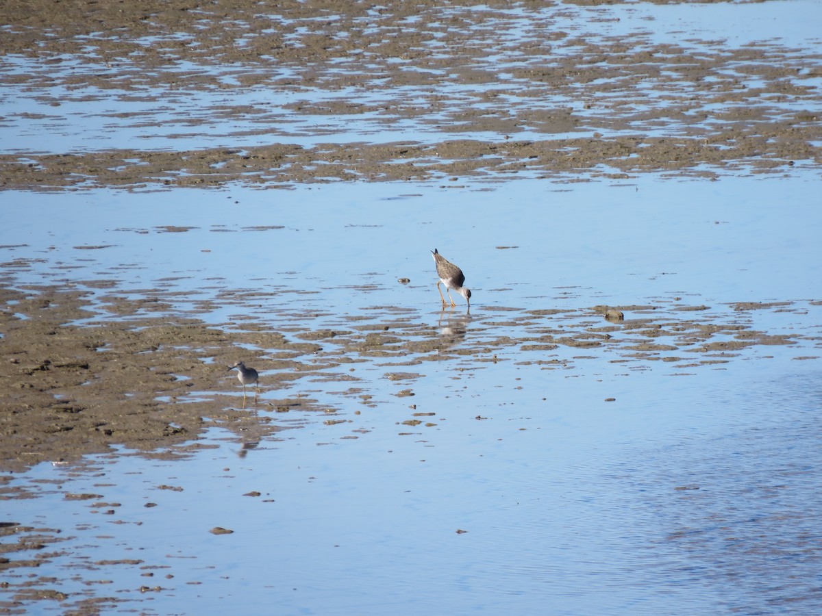 Greater Yellowlegs - ML208602381