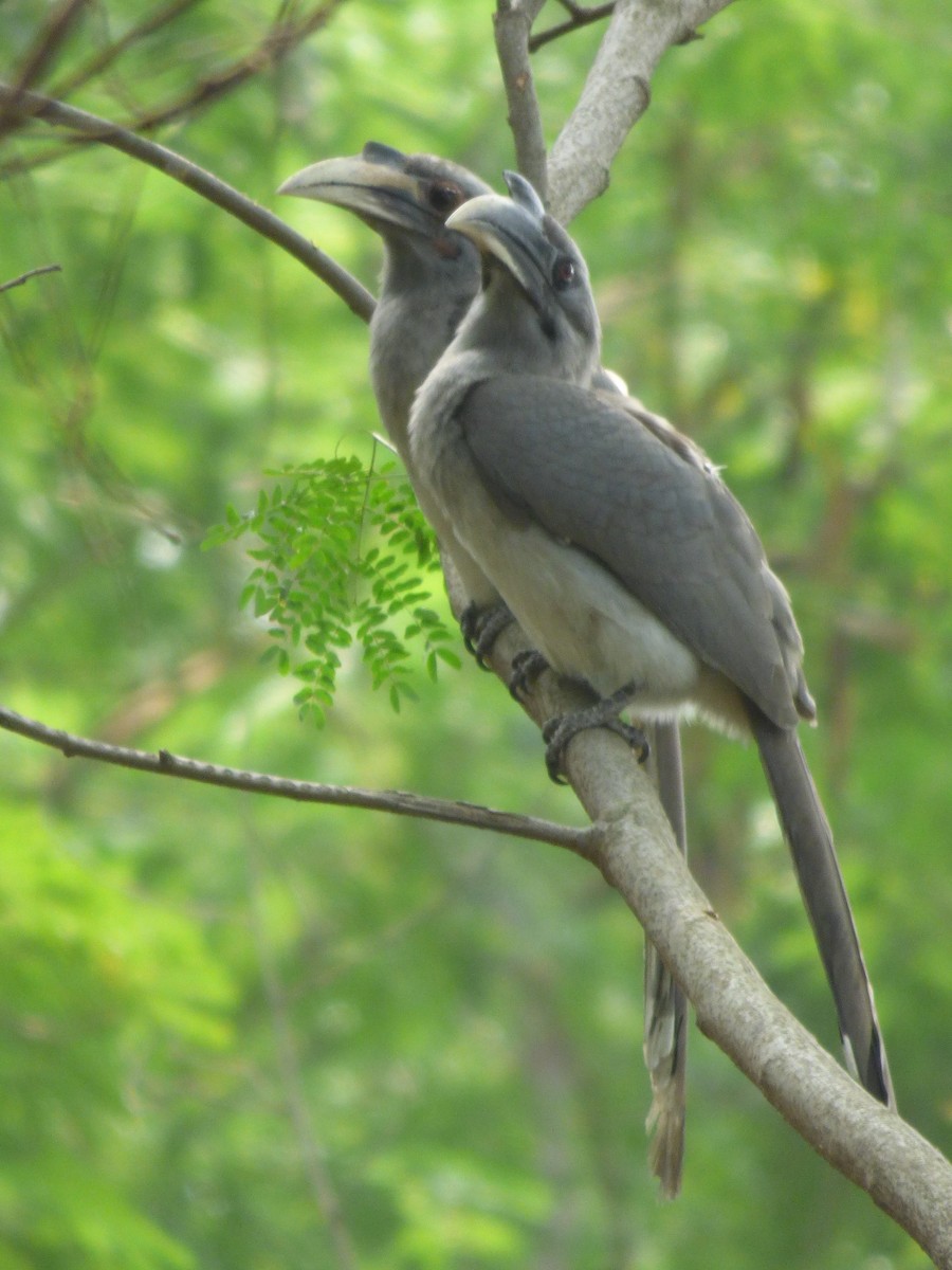 Indian Gray Hornbill - Ninad Raote