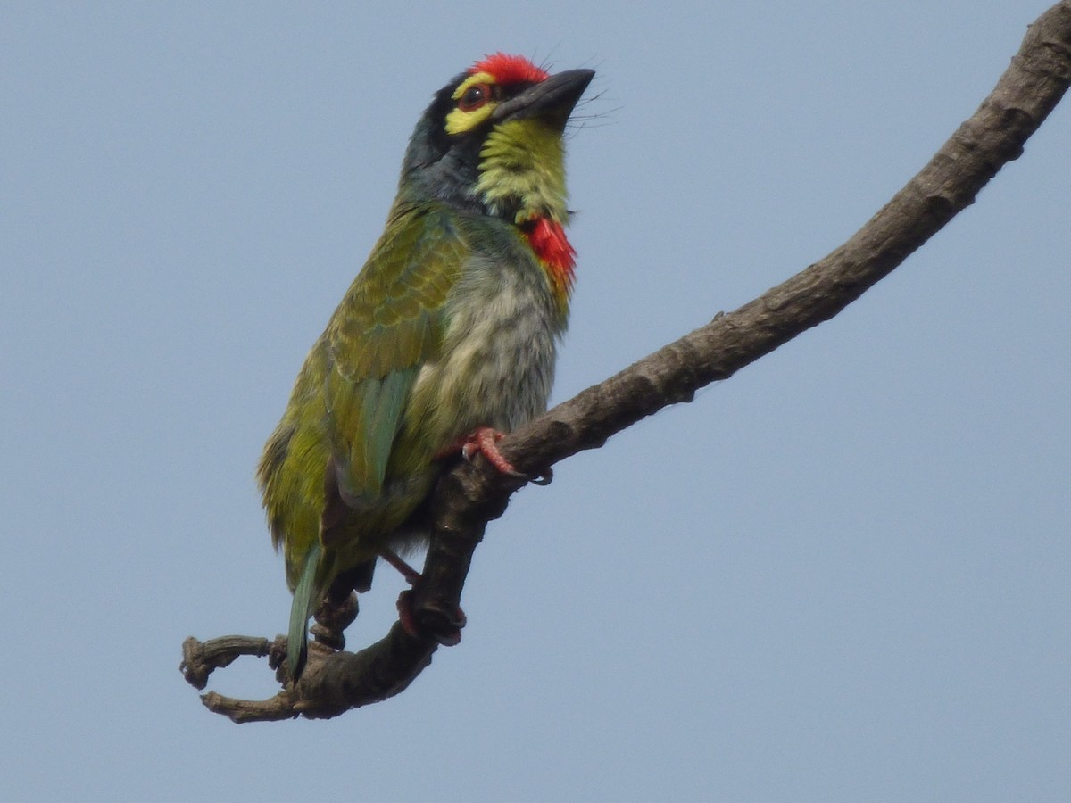 Coppersmith Barbet - Ninad Raote