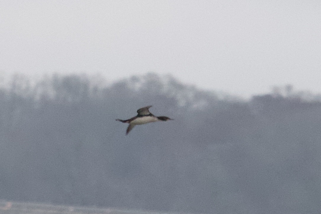 Pacific Loon - Andrew Bell