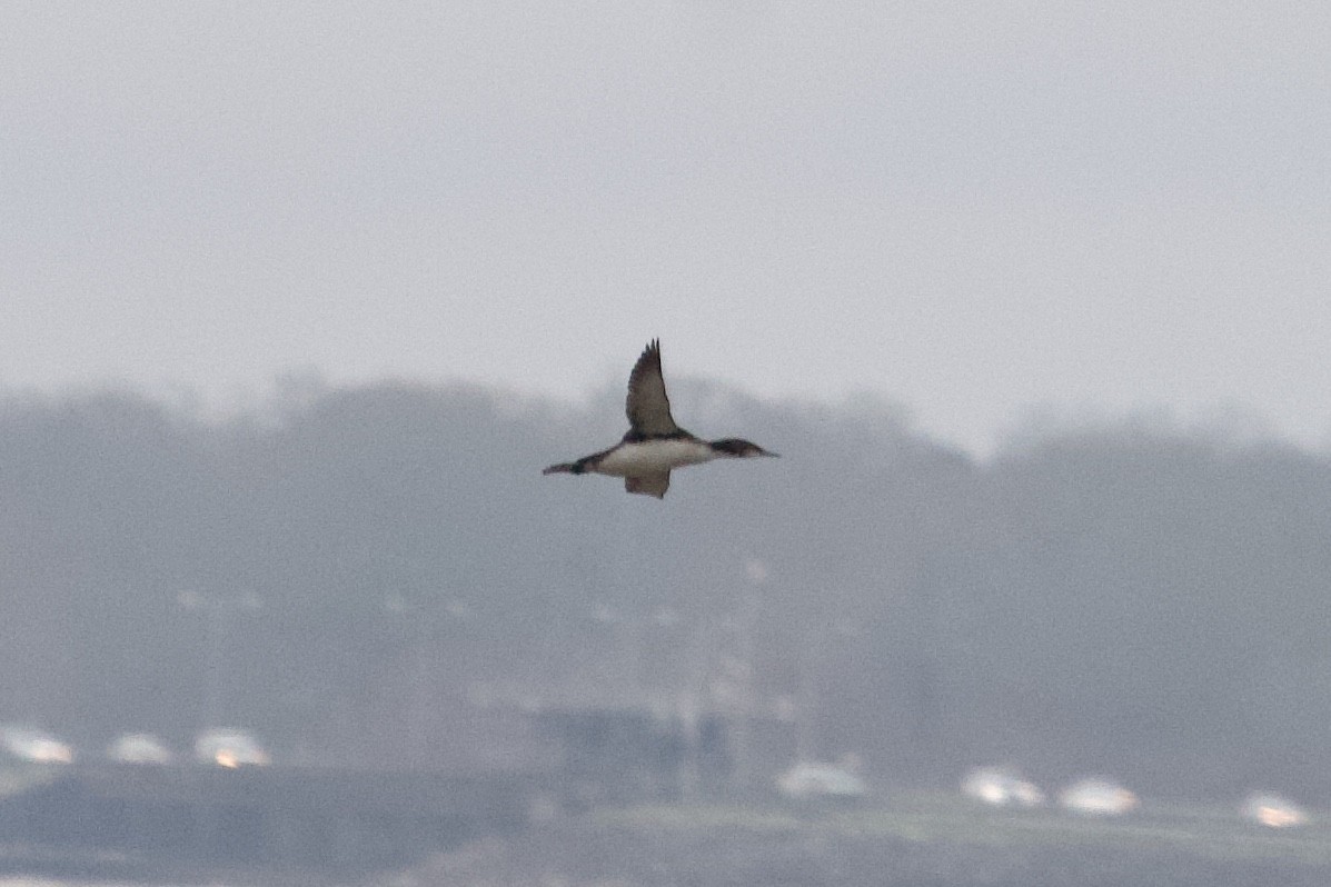 Pacific Loon - Andrew Bell