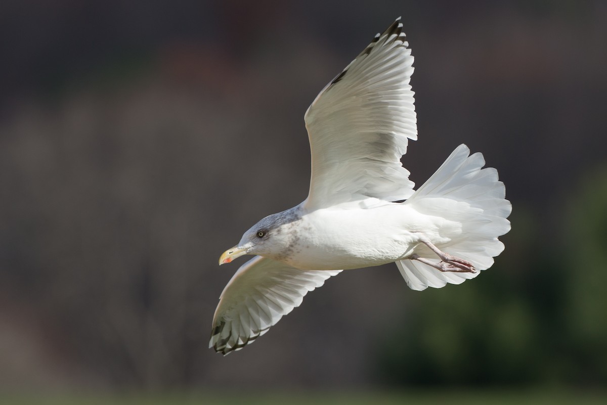 Herring Gull (American) - Chris Wood