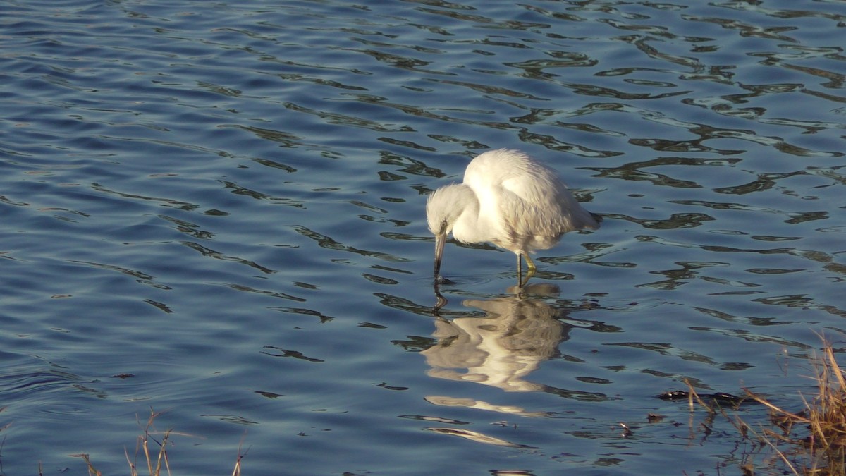 Little Blue Heron - ML208604361