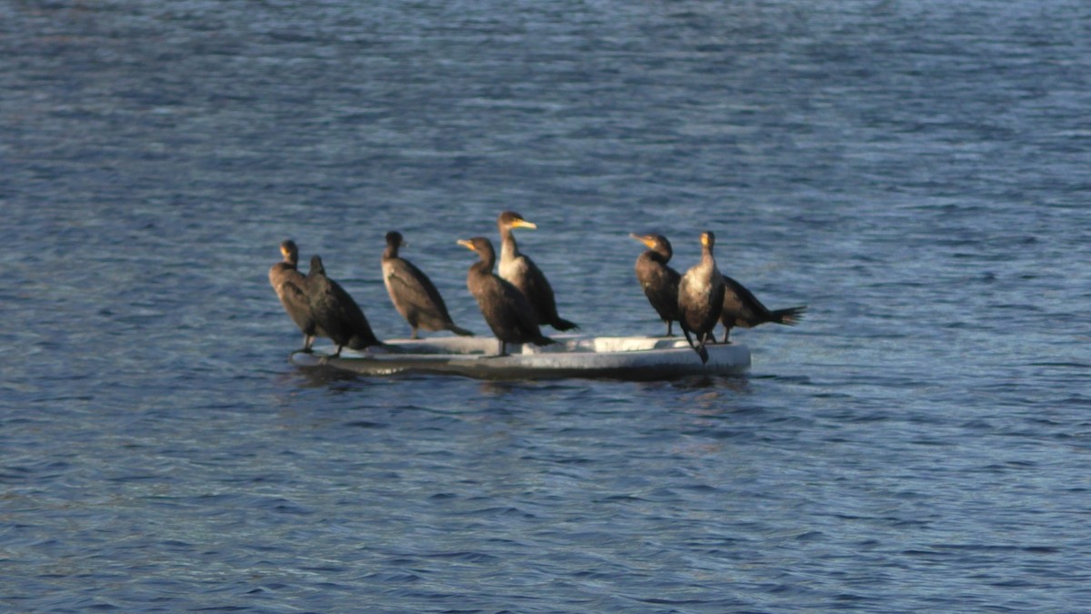 Double-crested Cormorant - ML208604421