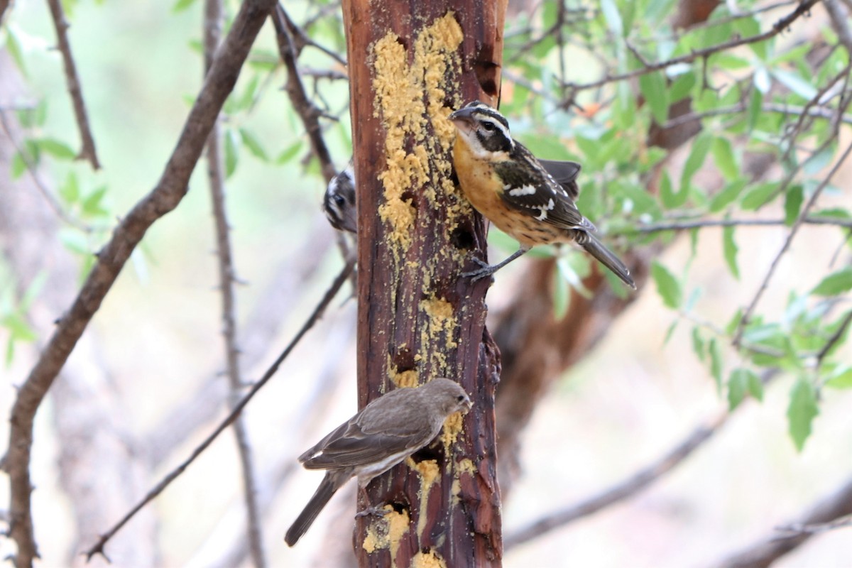 Black-headed Grosbeak - ML208605831