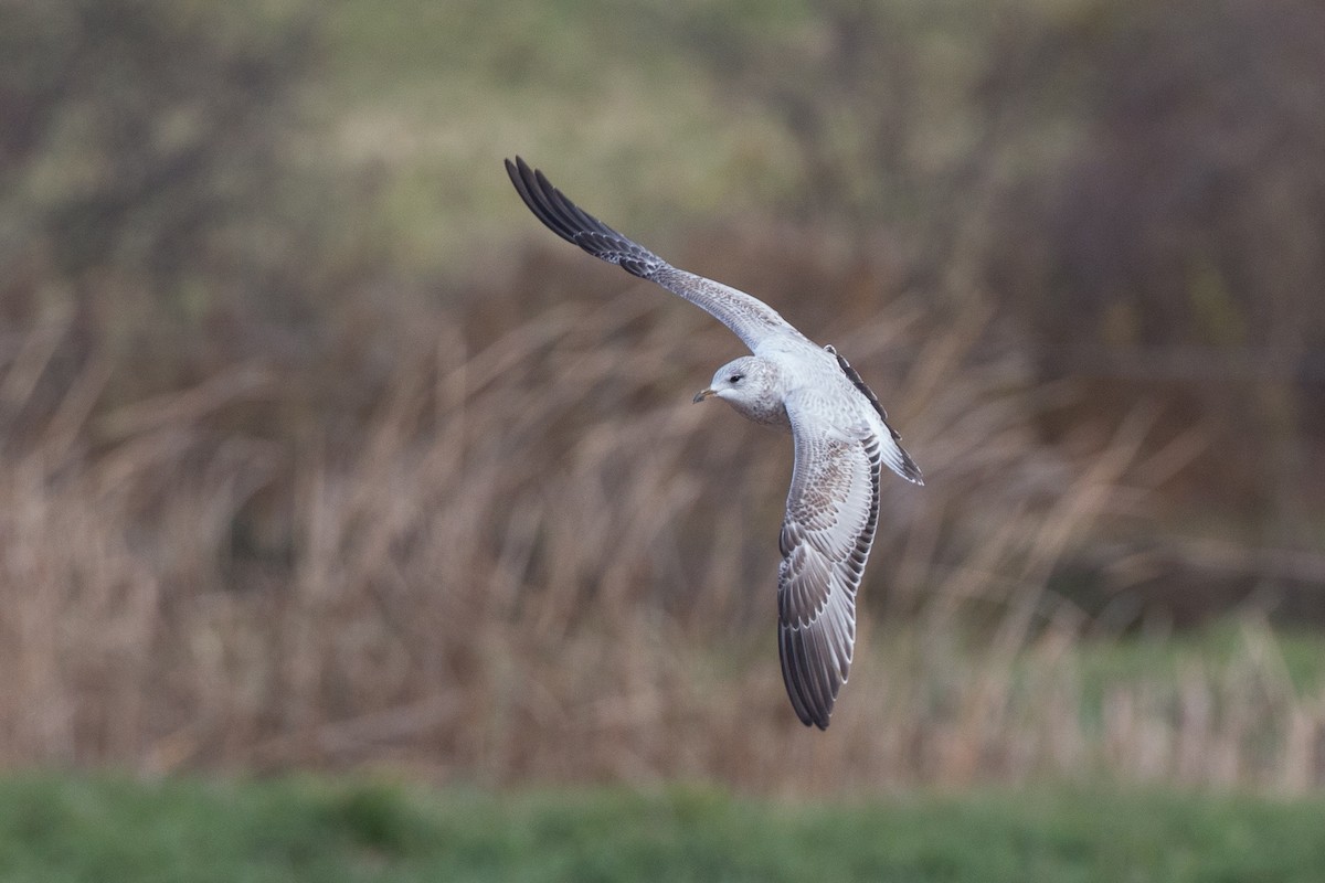 Ring-billed Gull - ML20860691