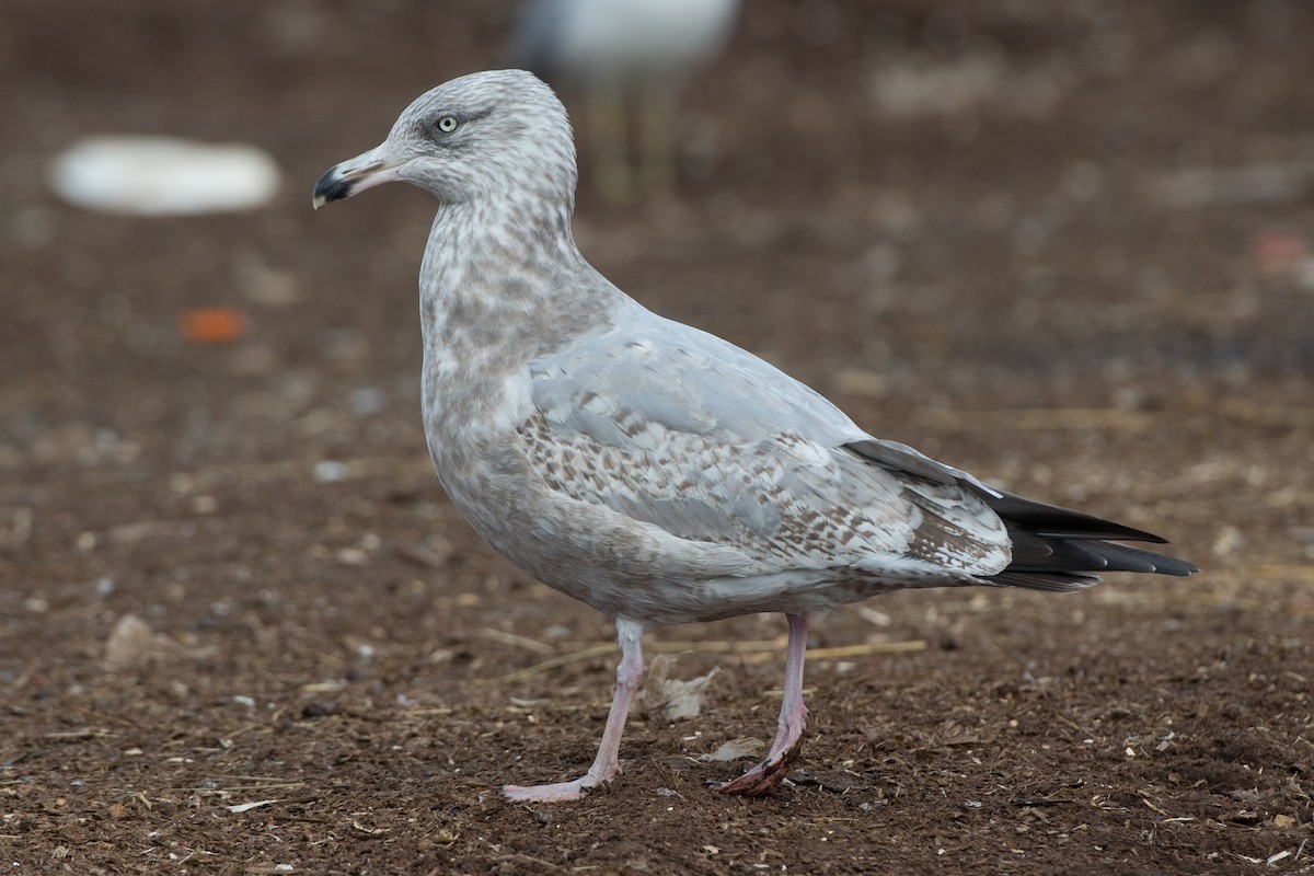 American Herring Gull - Chris Wood