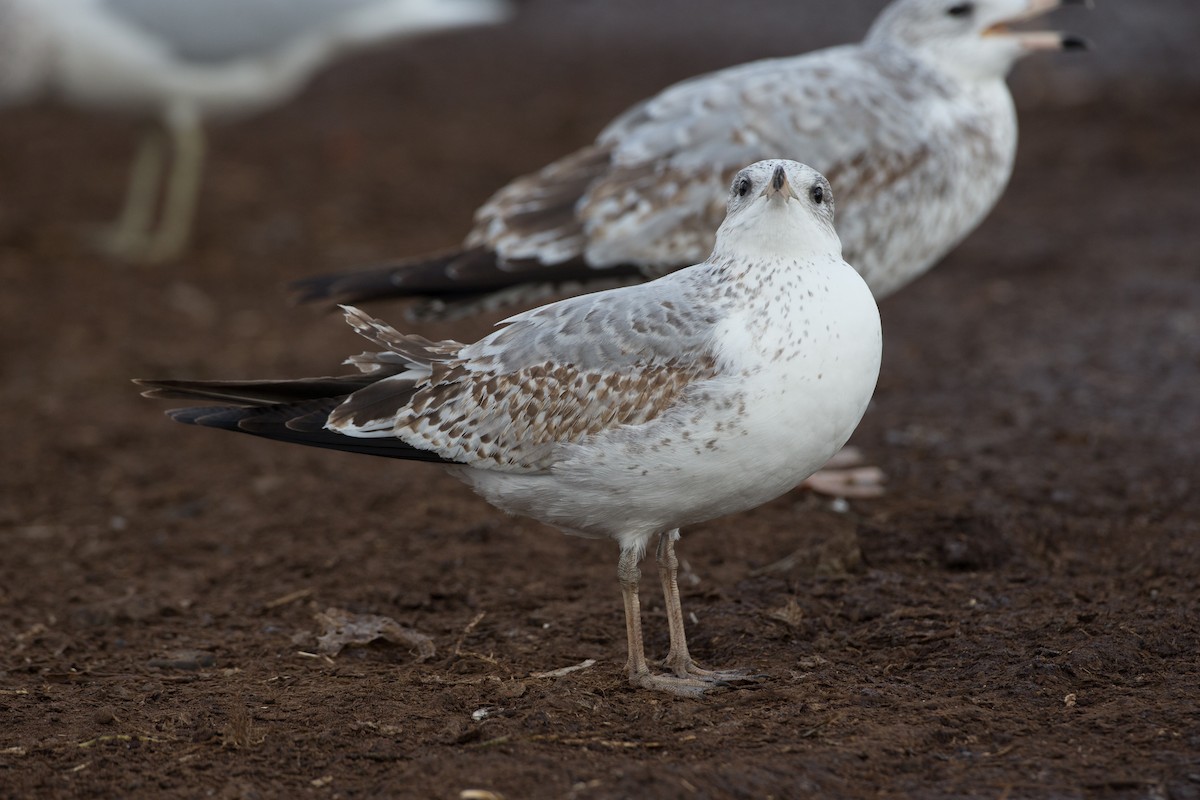 Ring-billed Gull - ML20860801