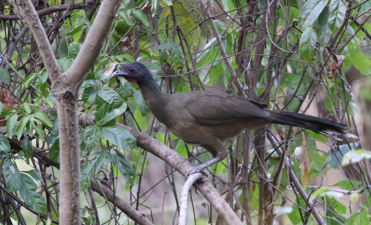 Rufous-vented Chachalaca - ML208608281