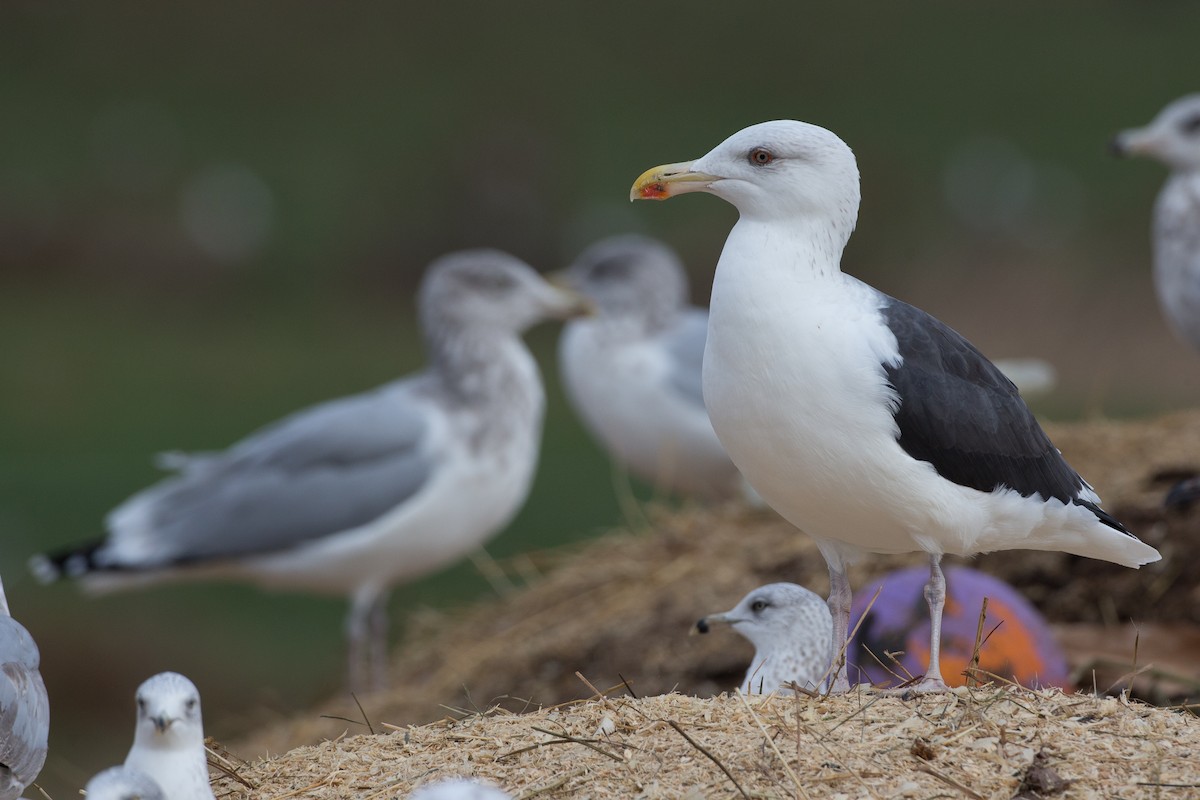 Great Black-backed Gull - ML20860861