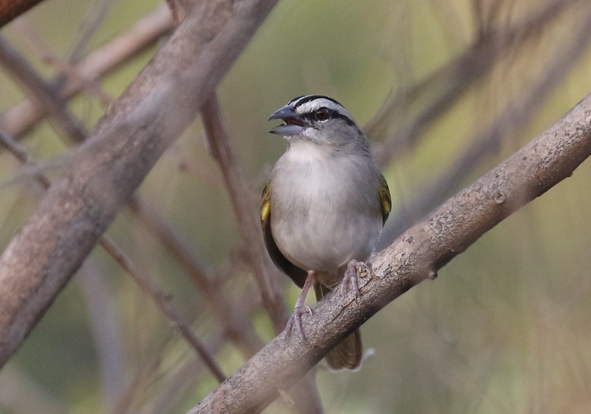 Tocuyo Sparrow - Matthew Grube