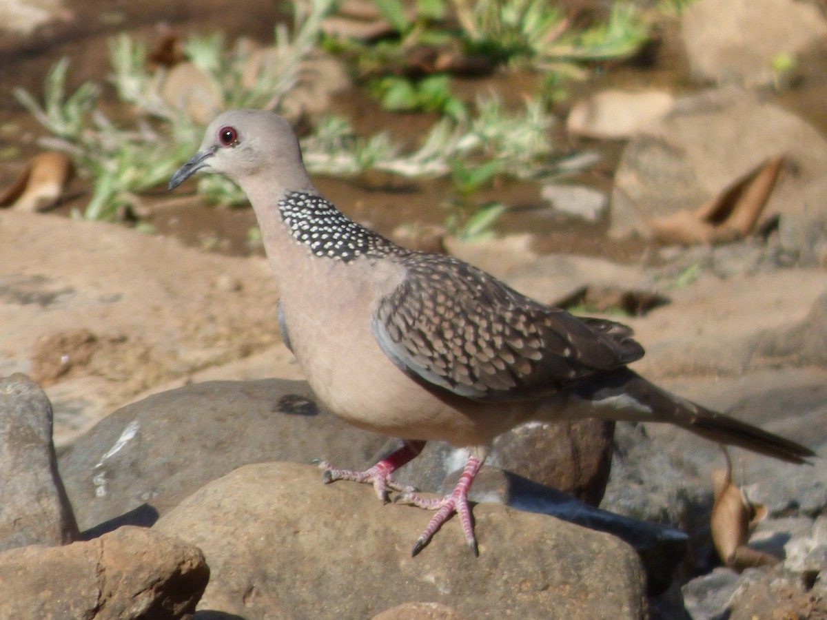 Spotted Dove - Ninad Raote