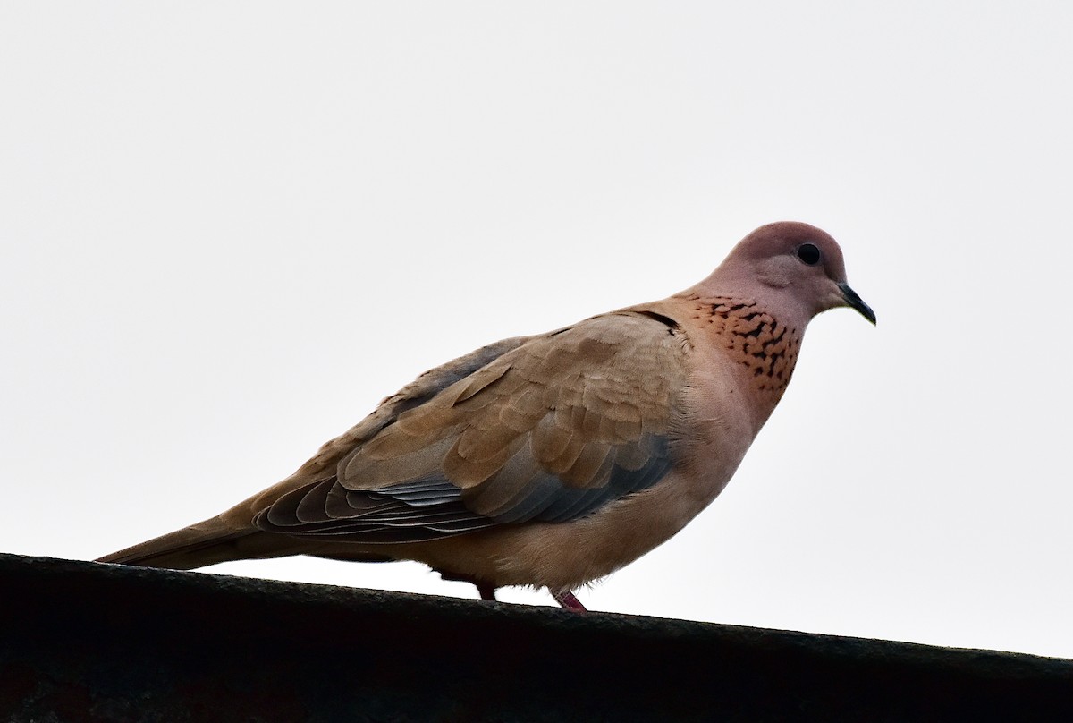 Laughing Dove - ML208608791