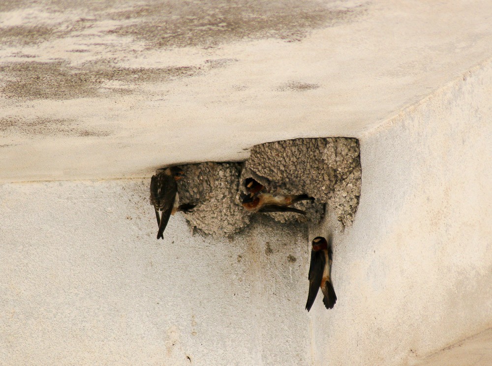 Cliff Swallow - ML20860881