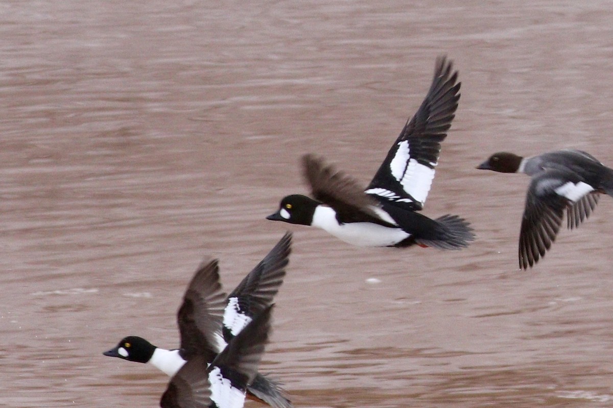 Common x Barrow's Goldeneye (hybrid) - George Forsyth