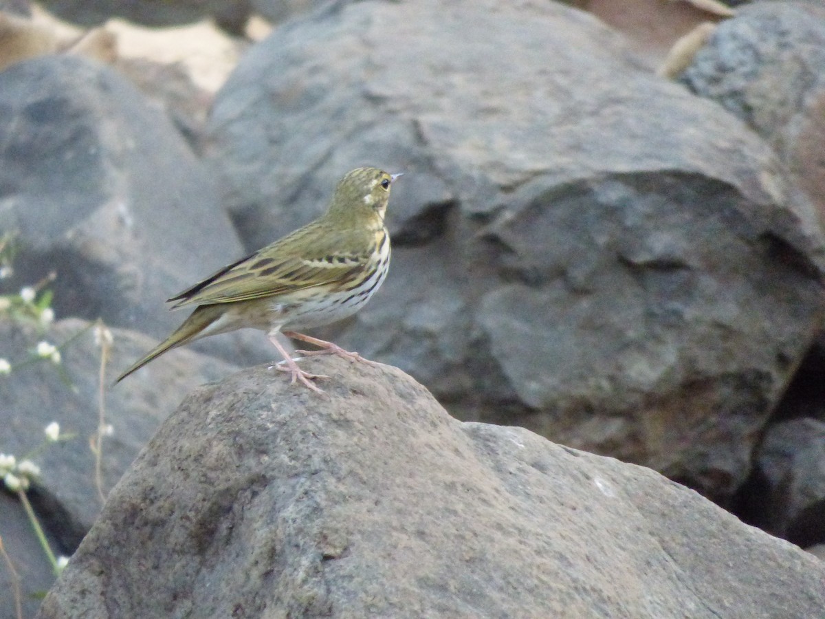 Olive-backed Pipit - Ninad Raote