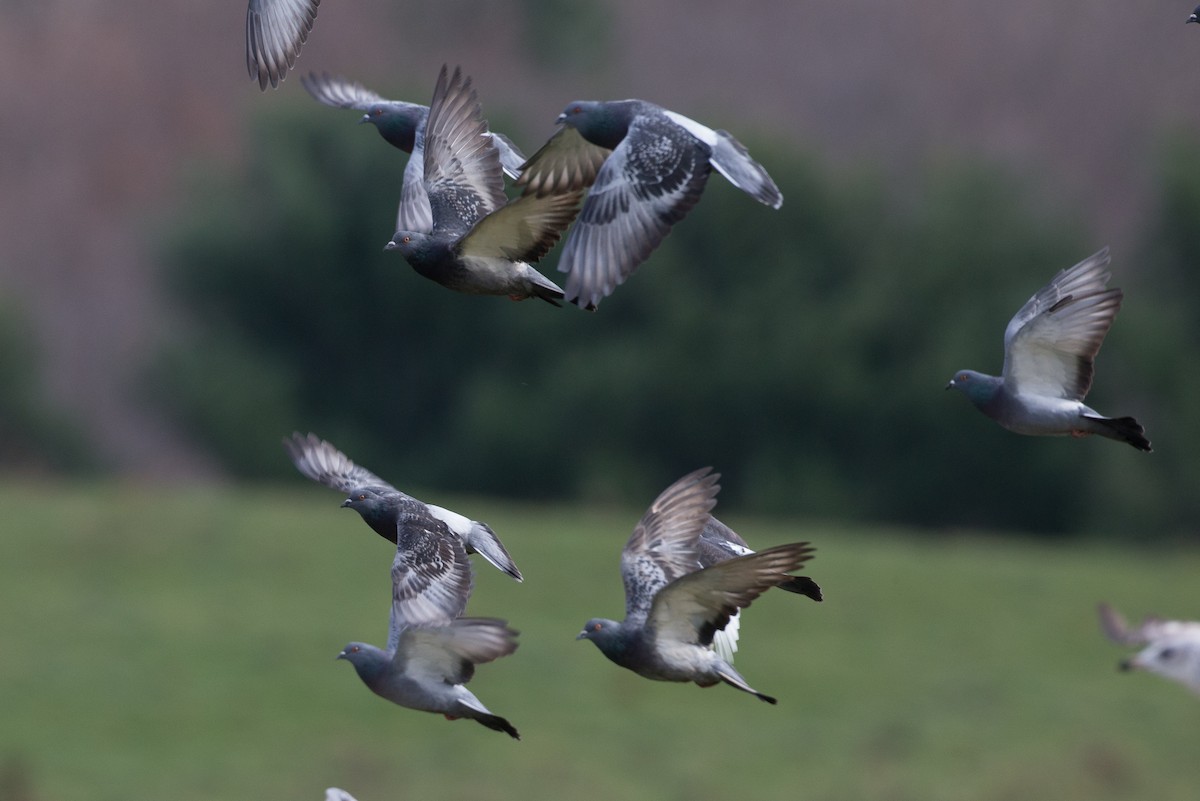 Rock Pigeon (Feral Pigeon) - ML20860931