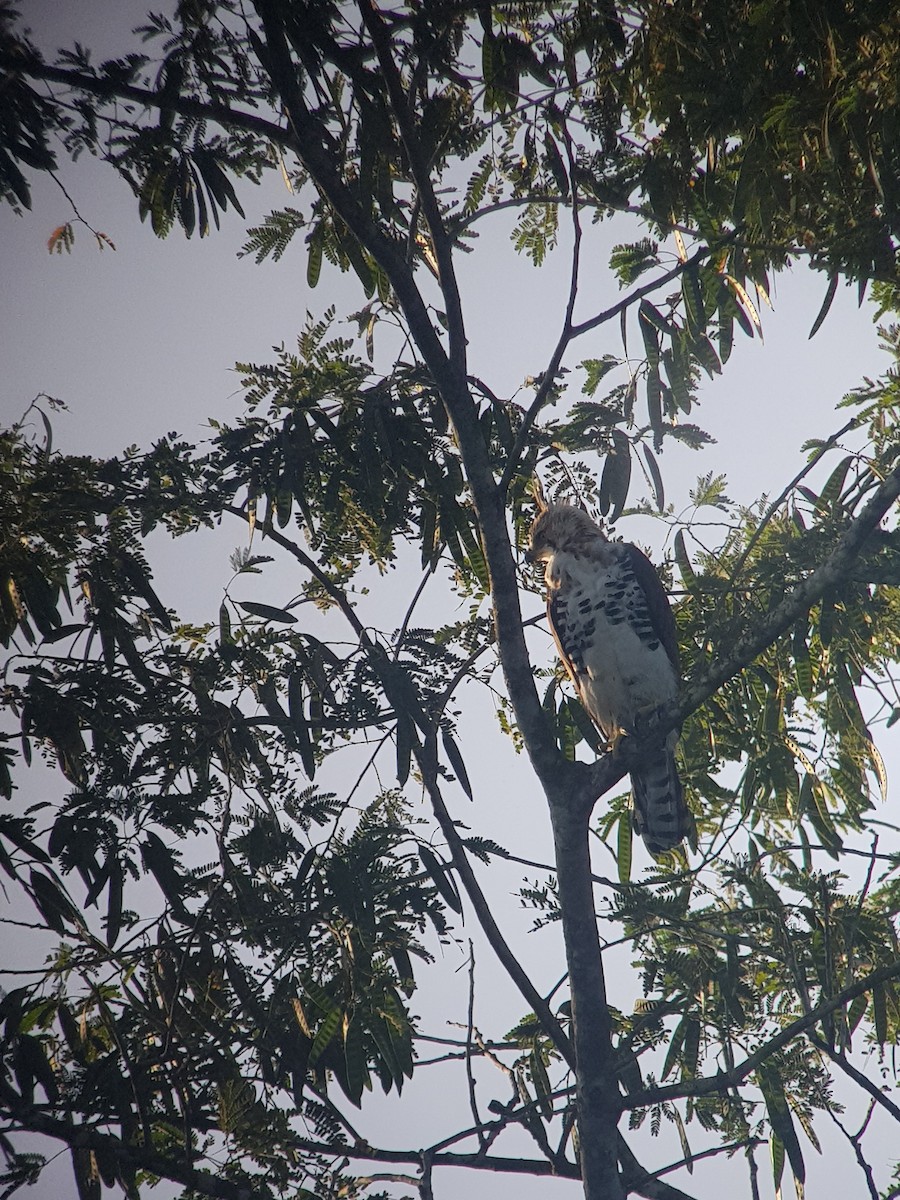 Águila Galana - ML208609391